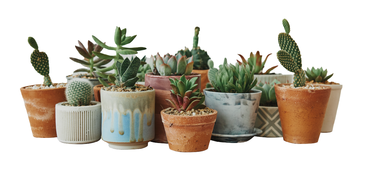Sistema hidroponico y ornamental de alto impacto